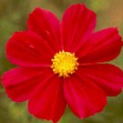 flower seeds Cosmos  Dazzler,  100 seeds #ABG17
