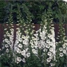 250 Seeds Foxglove White  color, easy to grow #ABG17