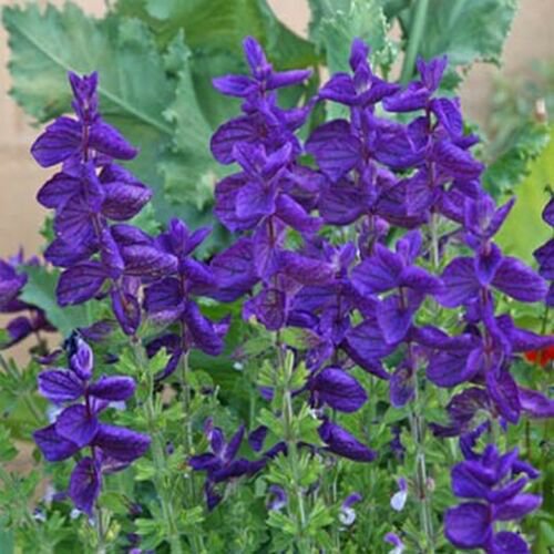 100 Seed  Salvia  Blue Monday, great for gardening #ABG17