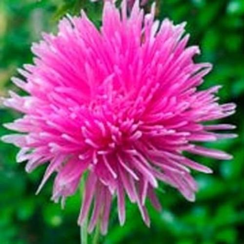 50 Seeds Aster Callistephus Tall Needle Unicom   Rose, easy to grow #ABG17