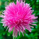 50 Seeds Aster Callistephus Tall Needle Unicom   Rose, easy to grow #ABG17