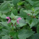 flower seeds Horehound  Marrubium Vulgare, 200 Seeds  #ABG17