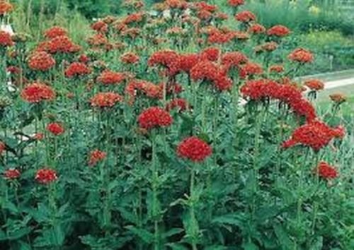 100  Lychnis Chalcedonica, easy to grow  #ABG17