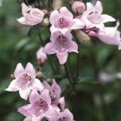 flower seeds Penstemon  Pink, 50 Seeds #ABG17