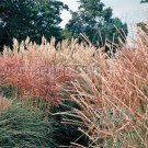 10 seeds Chinese Silver Grass  New Hybrids  Miscanthus, easy to grow #ABG17