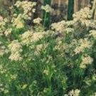 200 Seeds Caraway Herb, easy to grow  #ABG17