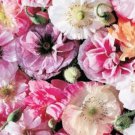 flower seeds Poppy  Angel's Choir, 500 Seeds  #ABG17