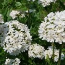 flower seed Lychnis Snowstar, 400 Seeds    #ABG17