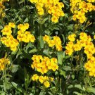 50  seeds Mexikanischer Neu Tagetes Lucida. easy to grow  #ABG17