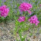 50 seeds Lychnis  Alpina, easy to grow   #ABG17