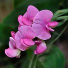 15  seeds Sweet Peas Perle Rosa,easy to grow   #ABG17