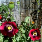 200 Seeds  Poppy Pepperbox,easy to grow #ABG17