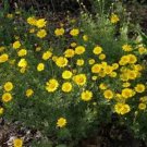 100 seeds Marguerite   Jaune  Anthemis Tinctoria Kelwayl #ABG17
