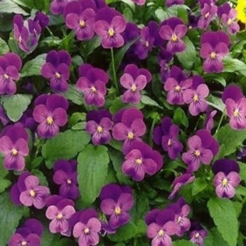 50 flower Seeds Viola  Admiration, great for your garden   #ABG17