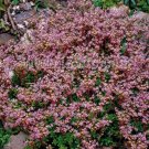 50 Seeds  Sedum  Stoloniferum, flower seeds  #ABG17