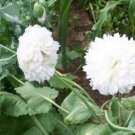flower seeds Pivoine Coquelicot Blanc Cloud, 100  seeds #ABG17