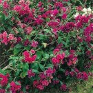 100 flower seeds Clarkia  Unguiculata, easy to grow  #ABG17