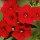 50 flower seeds phlox annual red color  #ABG18