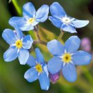 forget me not flower,100 flower seeds  #ABG18