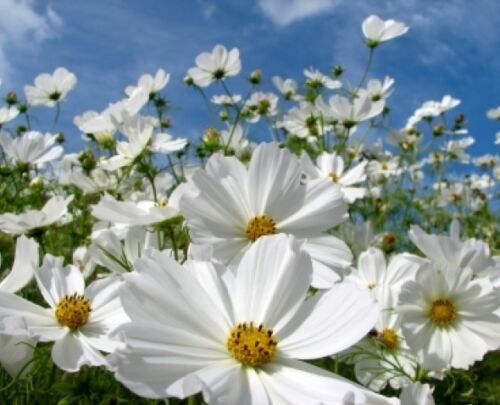 30 fresh seeds cosmos purity, easy to grow #ABG18