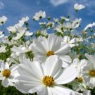 30 fresh seeds cosmos purity, easy to grow #ABG18
