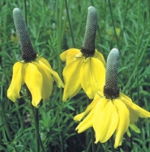 100 flower sees yellow prarie conflower ratibida columnaris,easy to grow #ABG18