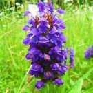 50 seeds heal all prunella vulgaris,easy to grrow  #ABG18