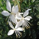 15 flower seeds gaura lindheimeri, easy to grow #ABG18