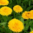 50 seeds, calendula golden emperor  #ABG18