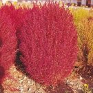 50 seeds burning bush kochia trichophylla  #ABG18