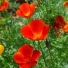 100 fresh seeds. mikado california poppy #ABG18