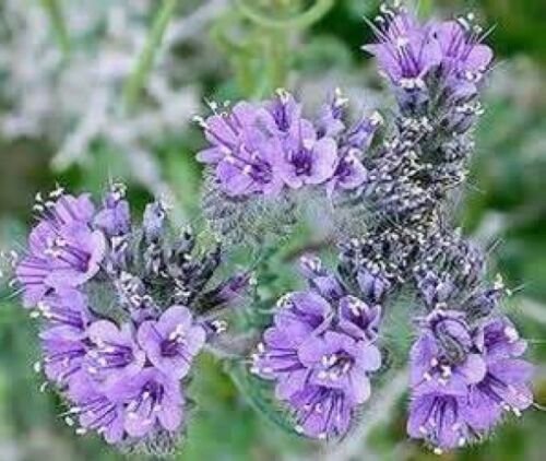100 fresh seeds lacy phacelia  #ABG18