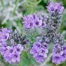 100 fresh seeds lacy phacelia  #ABG18