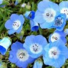 baby blue eyes flower seeds,100 seeds #ABG18