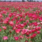 100 fresh seeds, carmine king california poppy flower seeds #ABG18