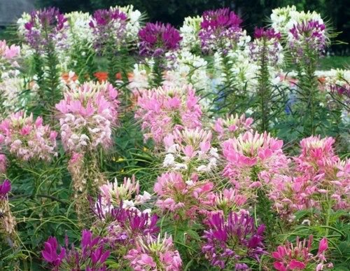 100 fresh seeds,  spider plant mixxed color #ABG18