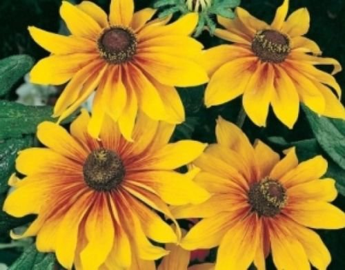 100 flower seeds  gloriosa daisy, easy to grow  #ABG18