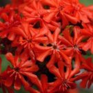 flower seeds maltese cross , 100 seeds  #ABG18