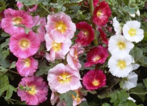 25 flower seeds, hollyhock single   #ABG18