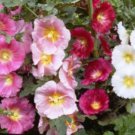 25 flower seeds, hollyhock single   #ABG18