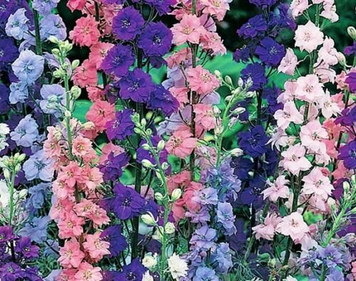 100 flower seeds,rocket larkspur flower  #ABG18