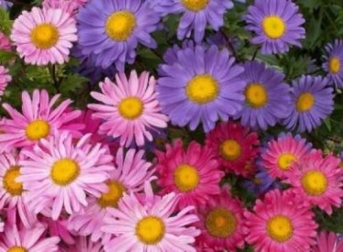 single mix aster flower seeds,50 seeds  #ABG18