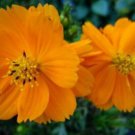 cosmos orange flowers seeds,30 seeds  #ABG18