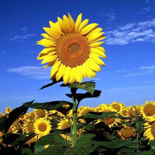 striped super tall sunflower giant mammoth,30 seeds flowers  #ABG18