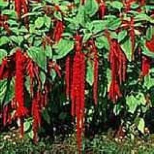 100 fresh seeds love lies bleeding crismon tassle, easy to grow  #ABG18