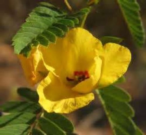 flower seeds partridge pea ellow color, 50 seeds  #ABG18