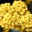 50 flower seeds alyssum basket of gold,great for gardening  #ABG18