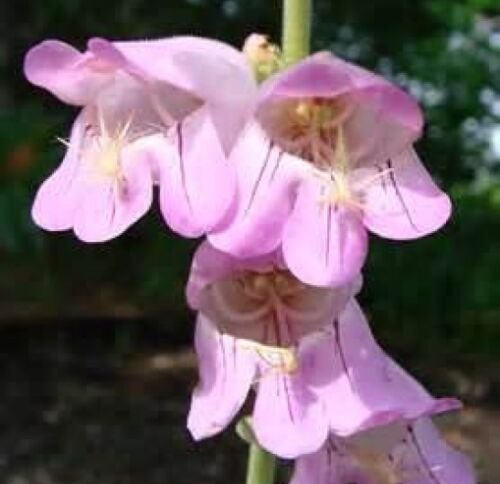 100 flower seeds  palmer's penstemon, easy to grow   #ABG18