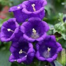purple canterbury bells campanula 300 seeds, easy to grow #ABG5
