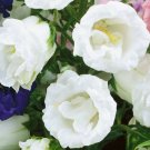 300 seeds white canterbury bells campanula   #ABG5